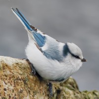 Azure Tit